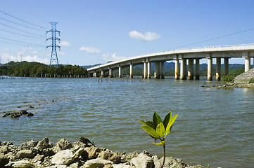 Image showing Mangrove Seedling