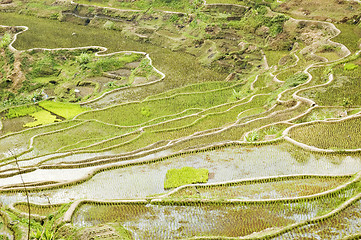 Image showing Banaue Rice Terraces