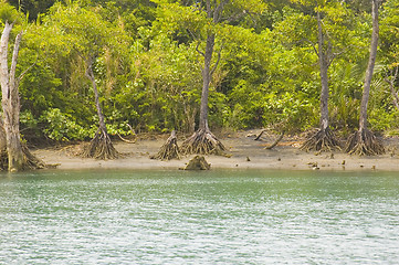 Image showing Mangrove Forest