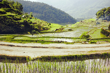 Image showing Ricefield