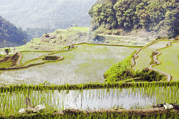 Image showing Ricefield