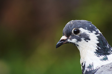 Image showing Bird