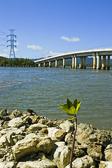 Image showing Mangrove