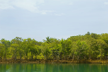 Image showing Mangrove