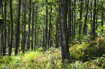 Image showing Pine Trees