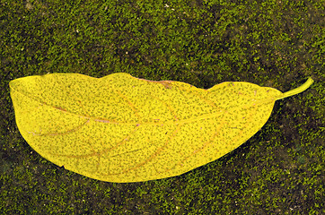 Image showing Avocado Leaf
