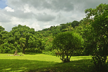 Image showing Mango Orchard
