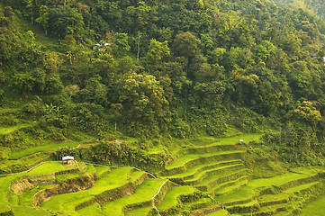 Image showing Banaue Rice Terraces