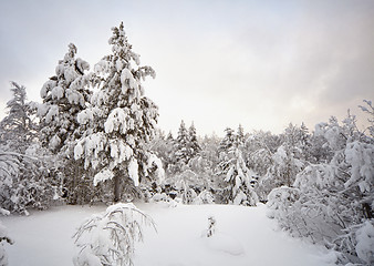 Image showing Winter pine forest landscape