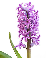 Image showing Hyacinth (Hyacinthus)
