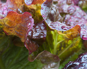 Image showing Red Leaf Lettuce
