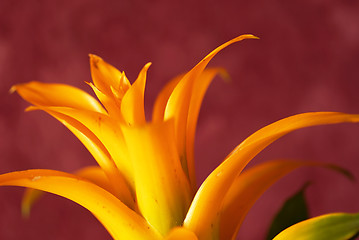 Image showing Yellow bromelia