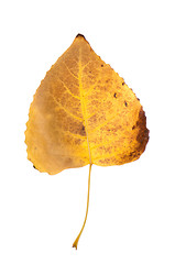 Image showing Fall leaf