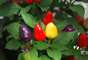 Image showing Chili peppers