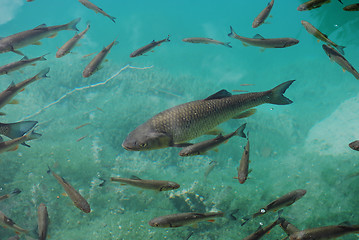 Image showing Trout in clear water