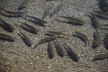 Image showing Trout in pellusid water