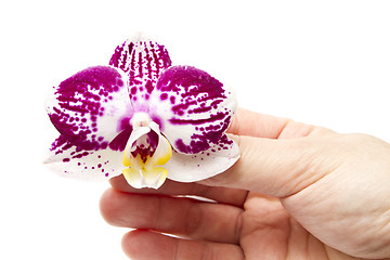 Image showing  orchid 