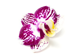 Image showing orchid