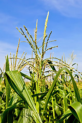 Image showing Corn in a cornfield