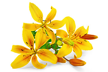 Image showing Lilies yellow