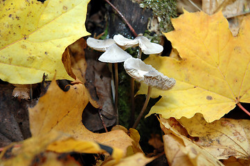 Image showing Autumn