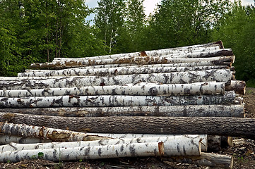 Image showing Timber pile background  of forest