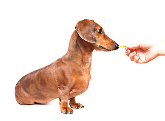 Image showing feeding dog