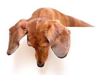 Image showing dachshund dog looking down