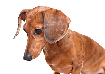 Image showing dachshund dog looking down