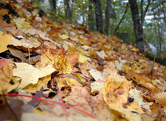 Image showing Autumn