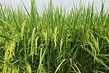 Image showing paddy rice field