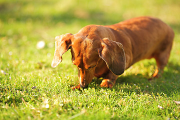 Image showing dachshund dog