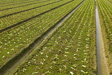 Image showing farm field