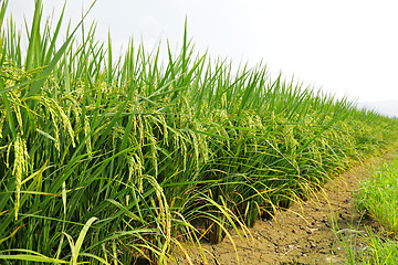 Image showing paddy rice field