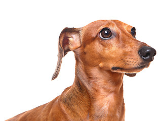 Image showing dachshund over white background