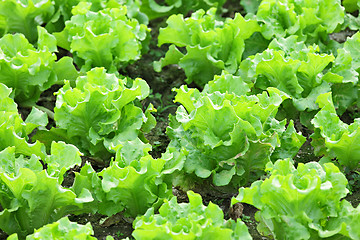 Image showing vegetable in field