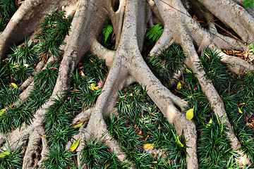 Image showing tree root