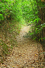 Image showing bamboo forest path