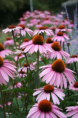 Image showing Pink marguerites