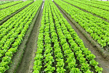 Image showing lettuce plant in field