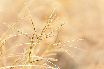 Image showing yellow autumn grass