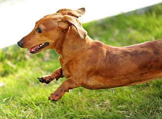 Image showing dachshund dog run and jump