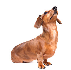 Image showing dachshund dog look up