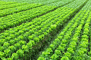 Image showing lettuce plant in field