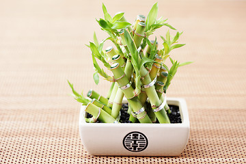 Image showing green bamboo