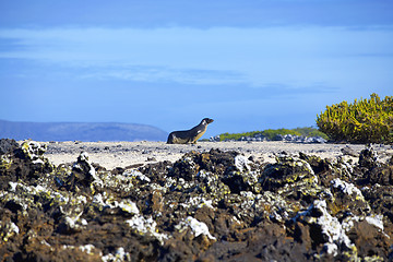 Image showing Walking sea lion