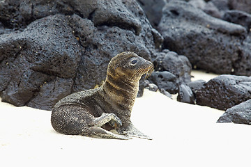 Image showing Young Sea Lion