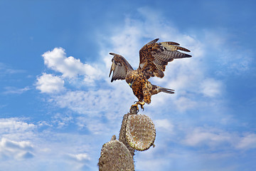 Image showing Galapagos Hawk on Santa Fe