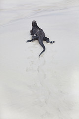 Image showing Galapagos marine Iguana