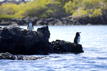 Image showing A Galapagos Penguin